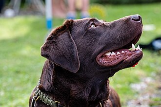 Example Labrador Retriever representing Milo